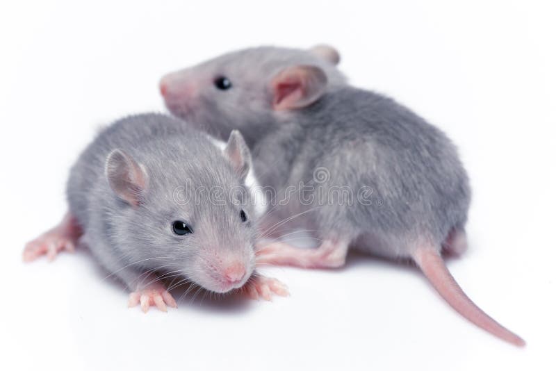 Cute baby rats stock image. Image of background, creature 48857575