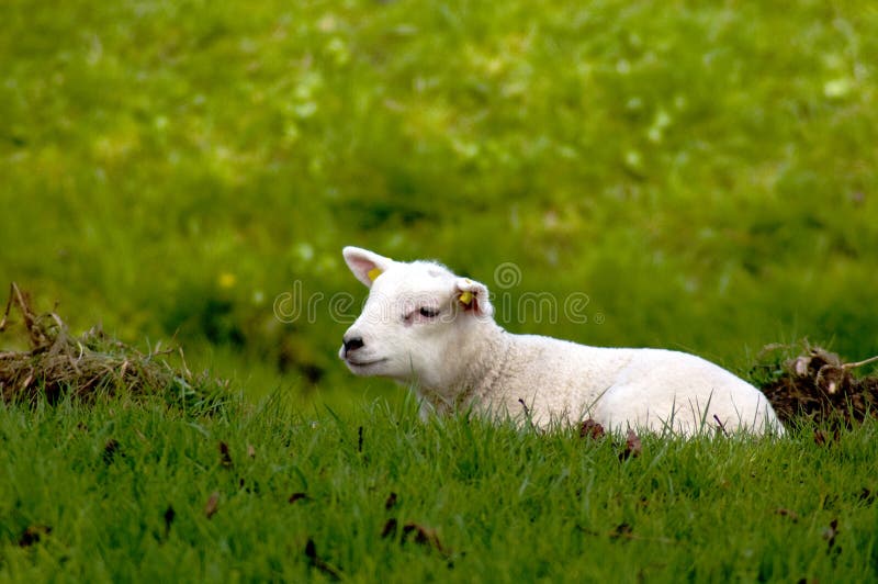 Cute baby sheep