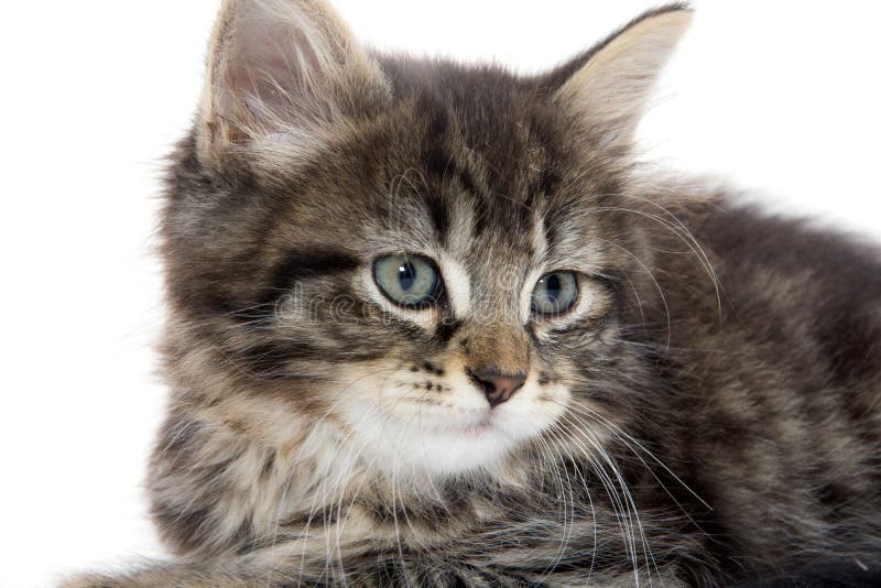 newborn tabby kittens newborn tabby kittens
