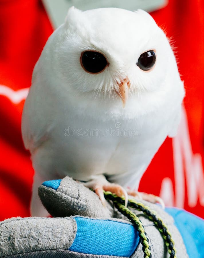 A cute baby pure white owl stock photo. Image of pure - 167830254
