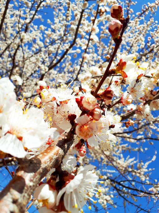 Apricot Apricot