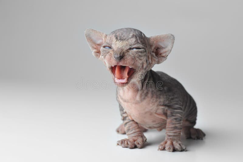 Cute bald baby cat close up