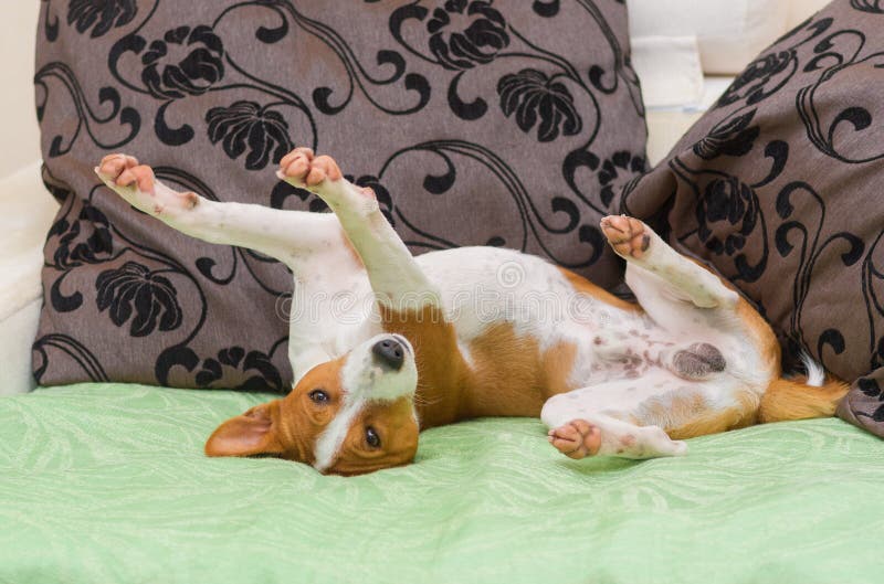 Cute Basenji Dog Being in Unusual Pose on the Sofa Stock Image Image