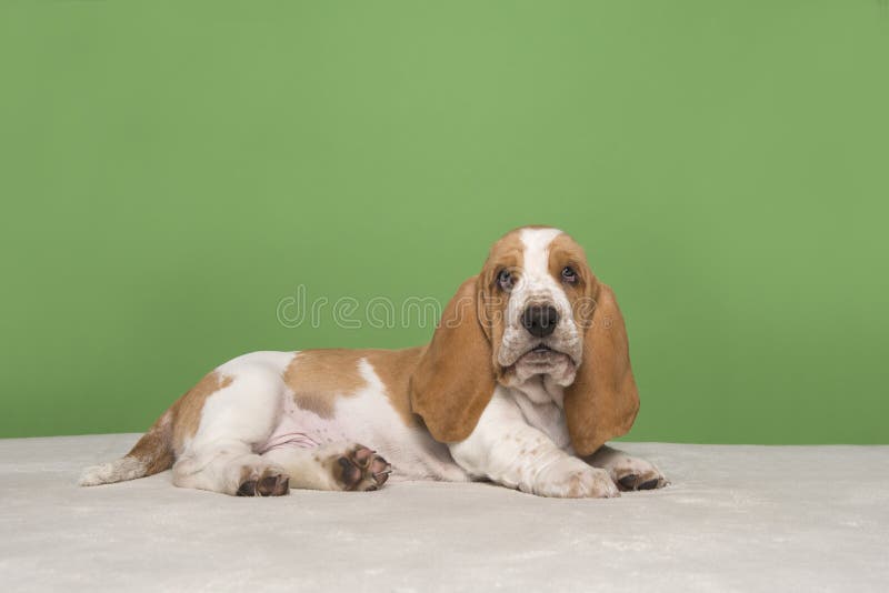 Basset Hound Puppy Lying Down And Looking At The Camera On A Green