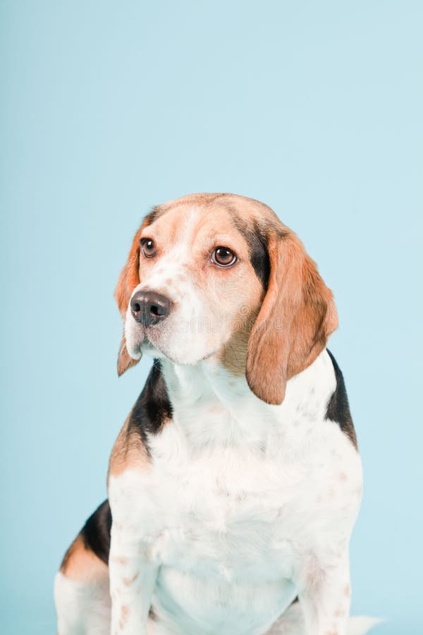 Cute beagle dog