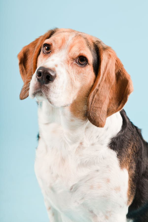 Cute beagle dog