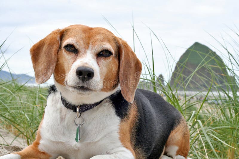 Cute beagle dog