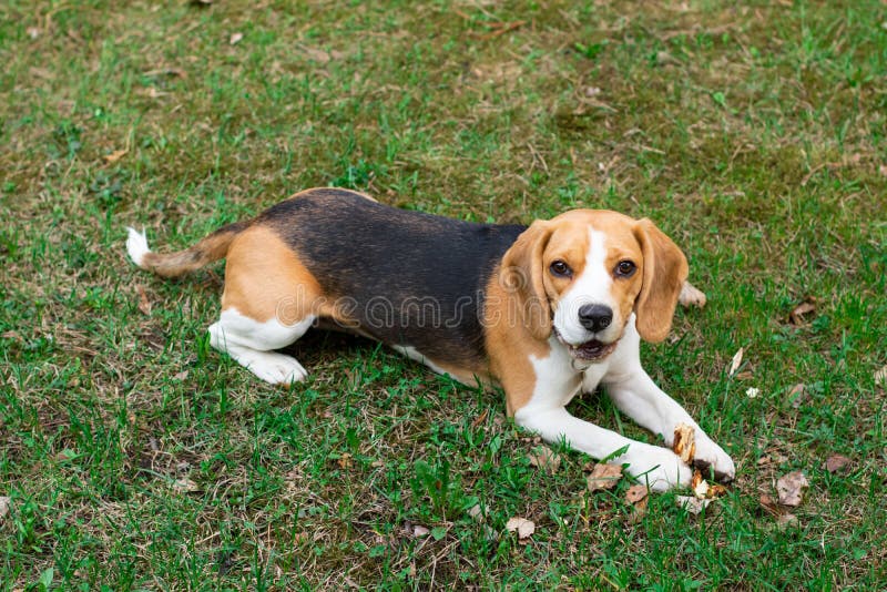 Cute beagle dog lying in the grass and smiling. stock photography Cute beagle dog lying in the grass and smiling. stock photography