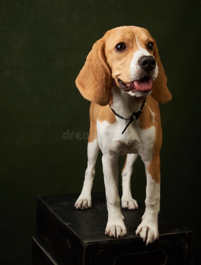 cute dog with copy space cute dog with copy space