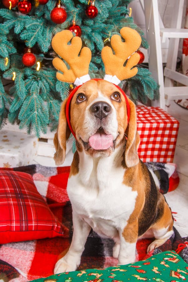 Cute beagle dog sits and shows pretty tongue near a Cristmas tree in a deer horns.