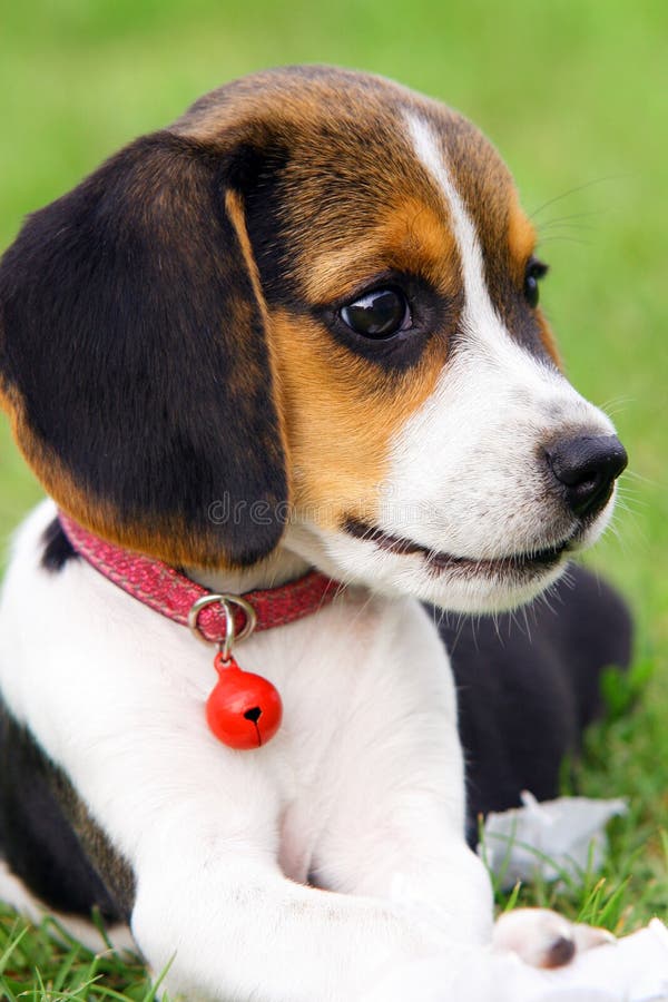 Cute Beagle puppy stock image. Image of healthy, puppy - 35189549