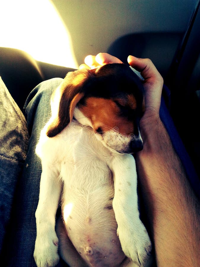 Lindo muro durmiendo sobre su mientras hombres es un posesión cabeza.