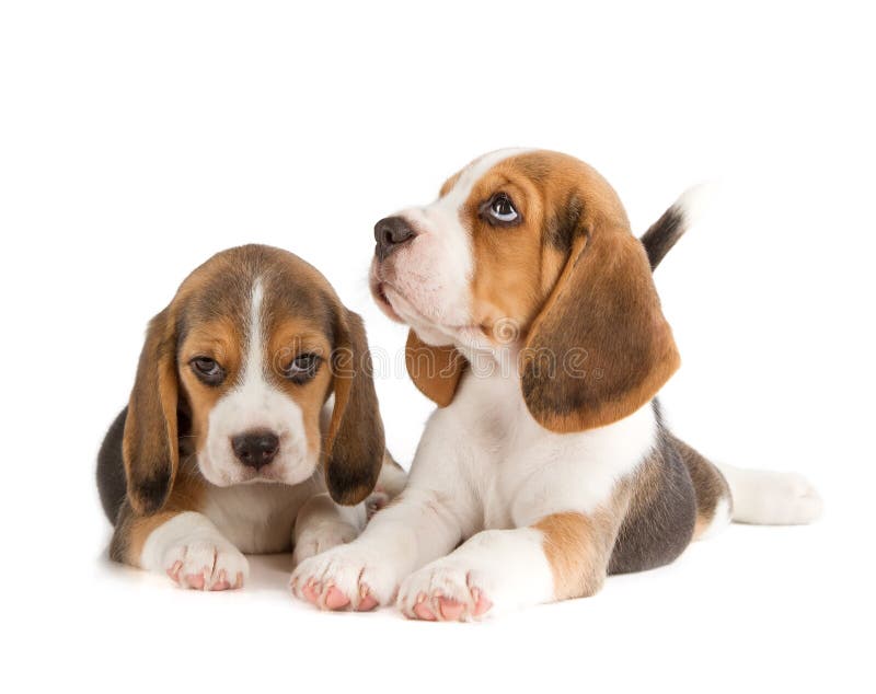 Beagle dog stock photo. Image of looking, domestic, animal - 34507566