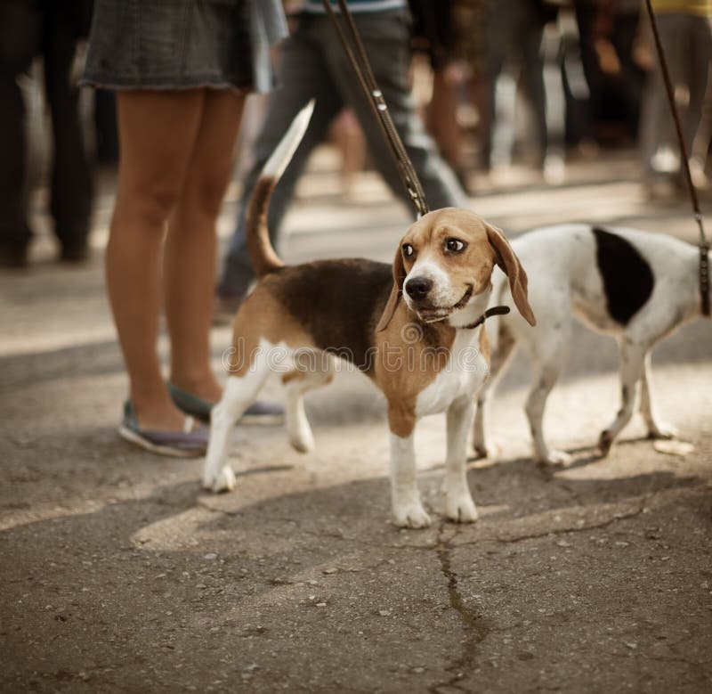 Cute beagle on the street stock image. Image of female 28533915