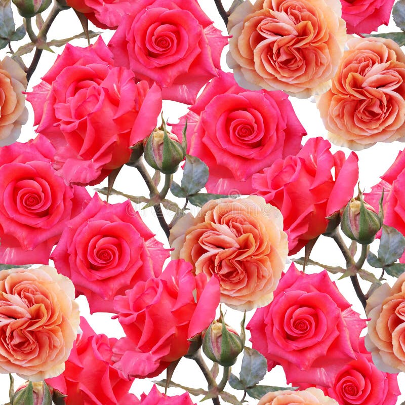 Hãy tận hưởng vẻ đẹp tuyệt vời của những bông hoa hồng đầy màu sắc và quyến rũ với hình nền miễn phí từ chúng tôi. Với thiết kế liền mạch và chất lượng tuyệt vời, chúng tôi tin rằng bạn sẽ yêu thích hình nền hoa hồng đẹp như mơ này. Hãy tải xuống ngay hôm nay để trang trí nền máy tính của bạn thêm phần sống động.