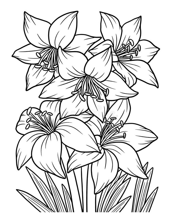 Amaryllis Flower Coloring Page for Adults