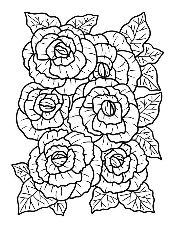 Begonia Flower Coloring Page for Adults Stock Vector - Illustration of ...