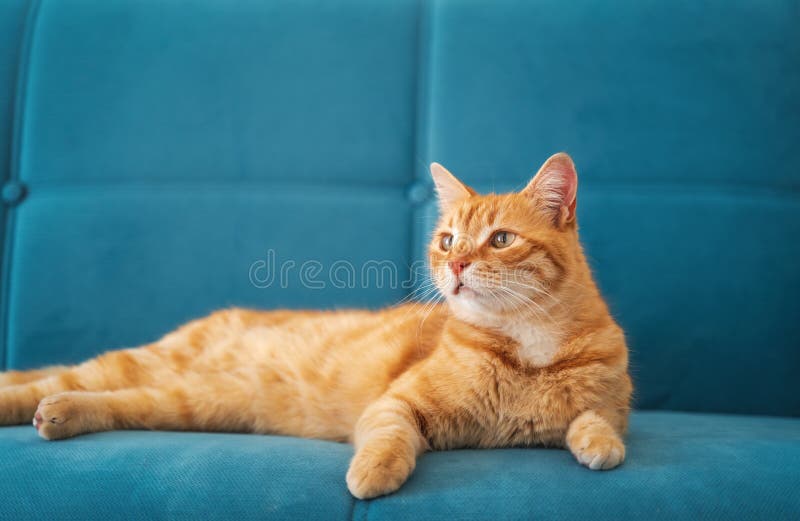 Cute Beautiful Funny Ginger Cat Lies On A Blue Sofa Pets And