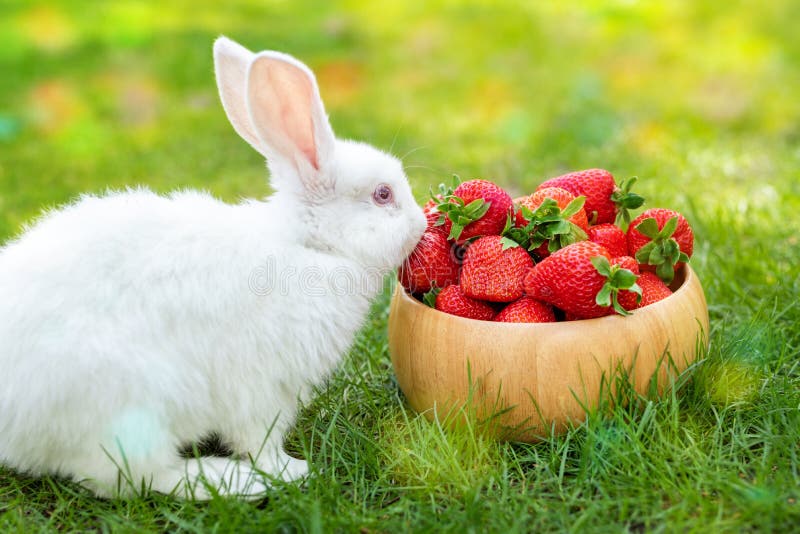 https://thumbs.dreamstime.com/b/cute-beautiful-gray-white-rabbit-sitting-green-grass-lawn-backyard-smell-eat-tasting-ripe-red-strawberry-wooden-bowl-208046192.jpg
