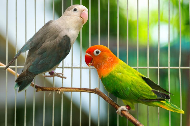 Colourful Love Birds Stock Images Download 674 Royalty