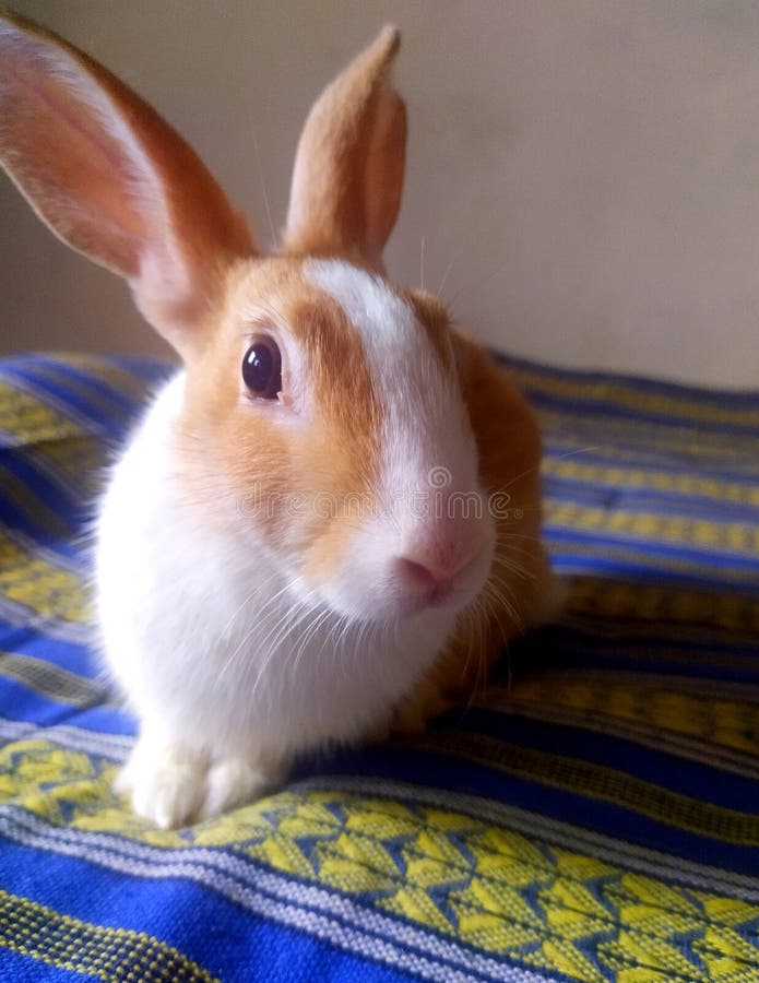 Cute Beby Rabbit Colour White Stock Photo - Image of white, colour ...
