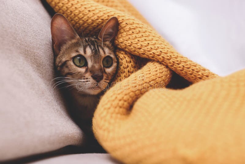 Cute Bengal cat lying on sofa at home, closeup. Adorable pet royalty free stock photo