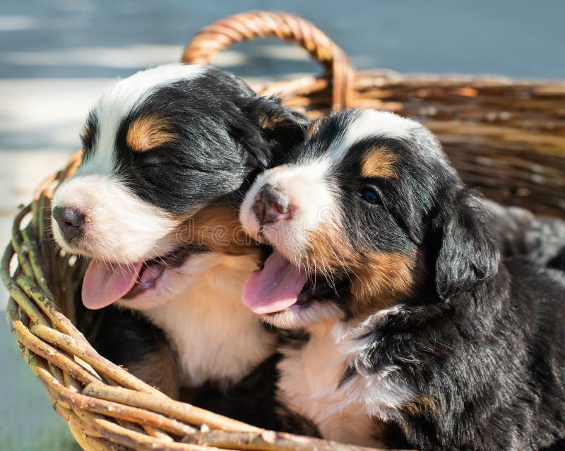 Cute Bernese Mountain Dog stock image. Image of bernese - 26917867