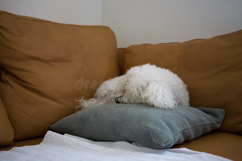 Cute bichon dog on the pillow. Slovakia