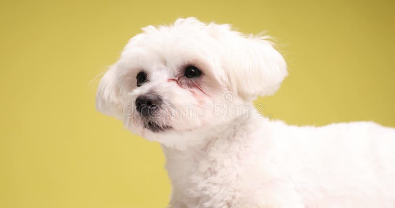 Cute bichon puppy on yellow background