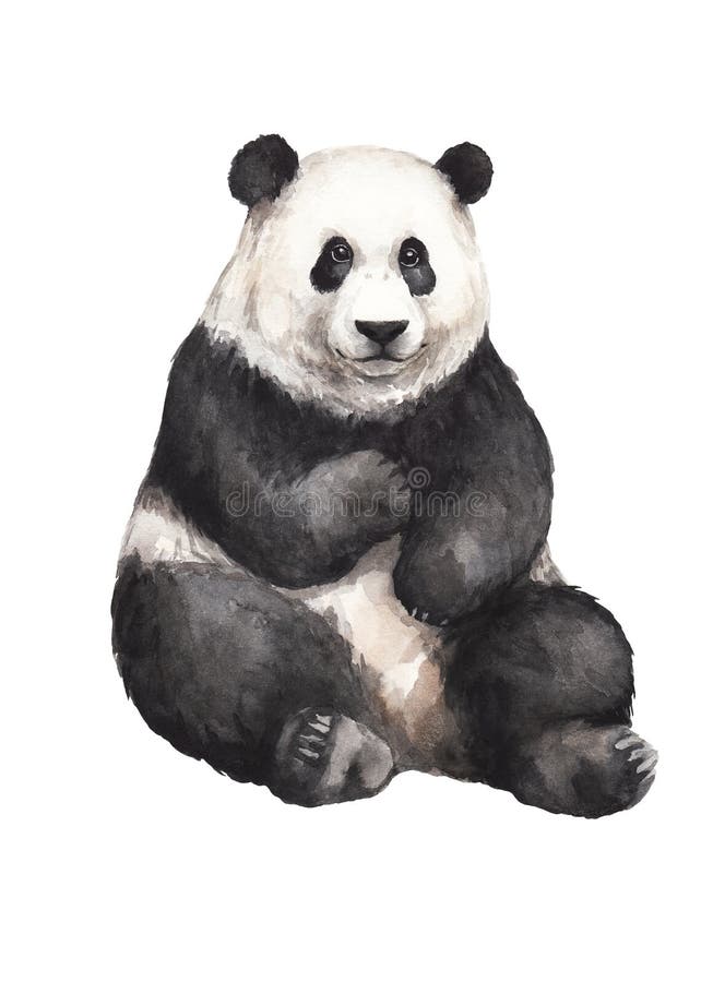 Realistic Panda Bear Drawings