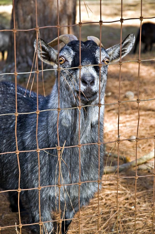 Cute Billy Goat stock image. Image of goat, farm, curious 18559249