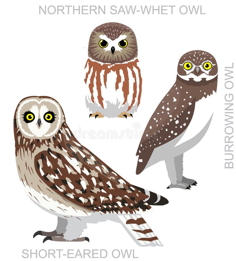Cute Bird Owl Saw-Whet Burrowing Set Cartoon Vector Stock Vector ...