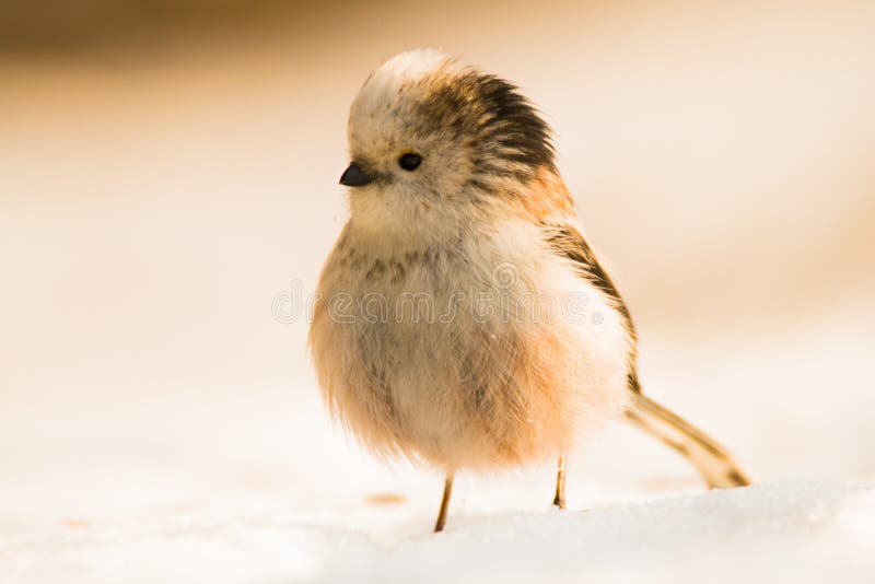 Cute birds in snow