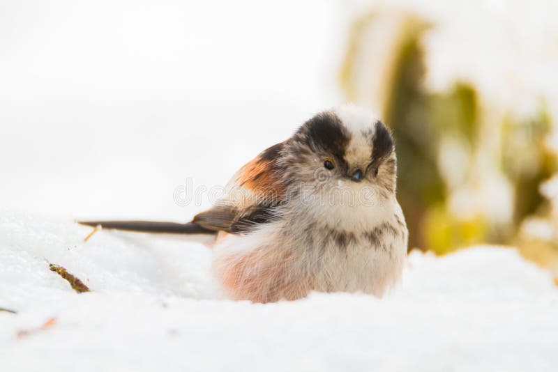 Cute birds in snow