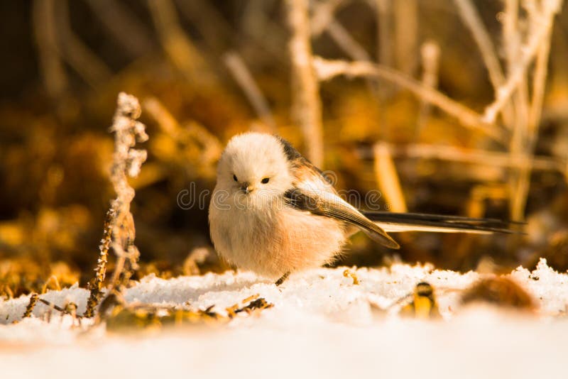 Cute birds in snow