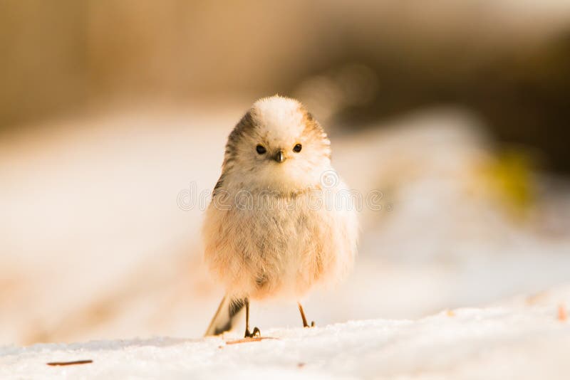 Cute birds in snow