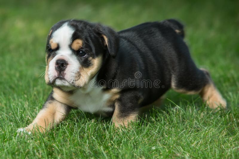 Cute black and brown wrinkled bulldog puppy in the grass, standing and facing right stock photos Cute black and brown wrinkled bulldog puppy in the grass, standing and facing right stock photos