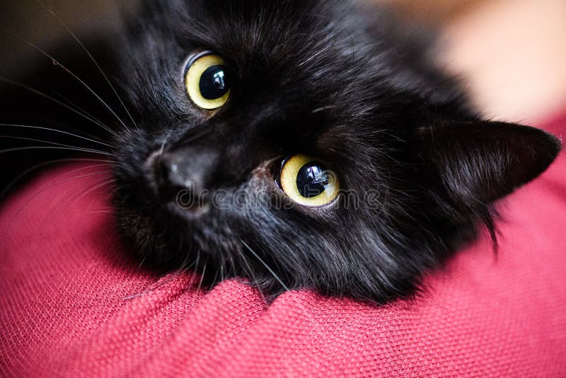 Cute black cat stock image. Image of kitten, domestic 148352065
