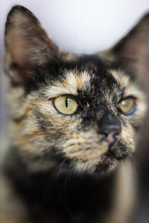 Spots Lyingat Stock Photos Free & RoyaltyFree Stock Photos from