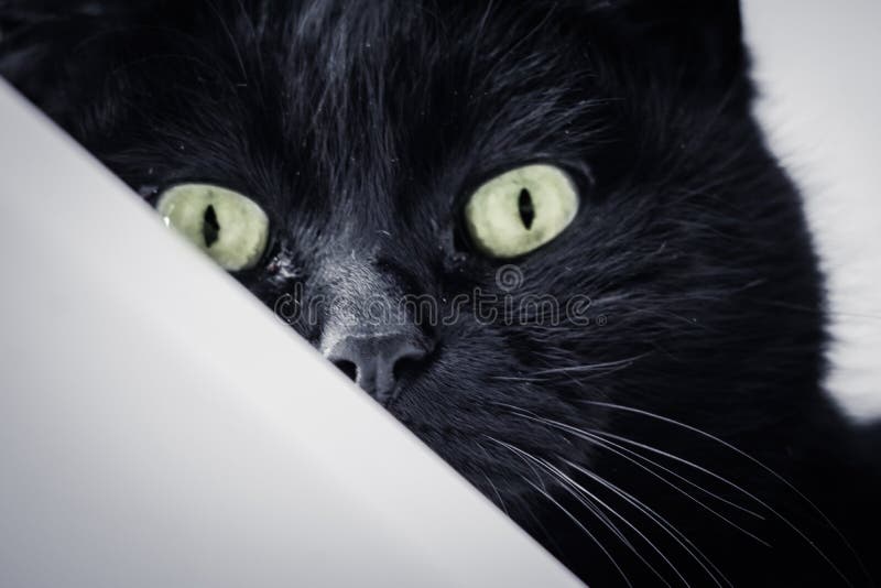 Cute Black Cat Hiding Behind the Wall, Looking at Camera Stock Image