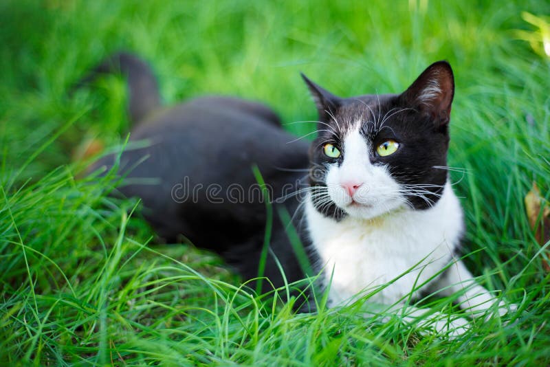 Cute black cat lying on green grass lawn, shallow depth of field portrait