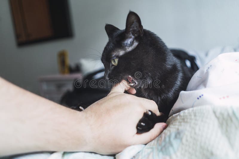 Cute Black Cat Playing with Its Owner Indoors Stock Image Image of fluffy, face 183005391