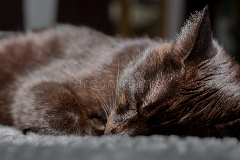 A Cute Black Cat is Sleeping on the Bed Stock Image Image of ears
