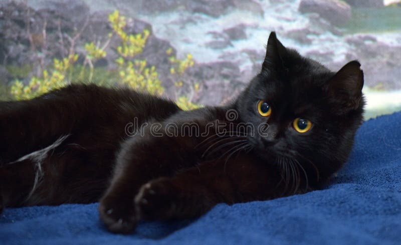 Cute black cat with yellow eyes