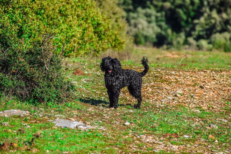 Curly Haired Black Dog with Nice Eyes Sitting on a Chair on Whidbey Island Washington Stock