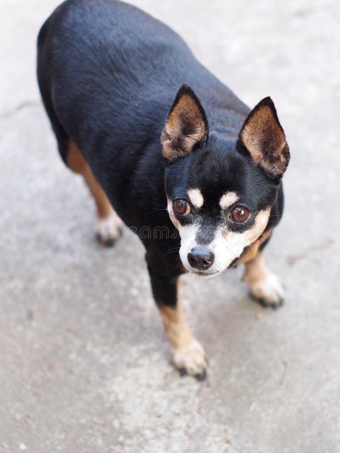 Cute black fat lovely miniature pincher dog