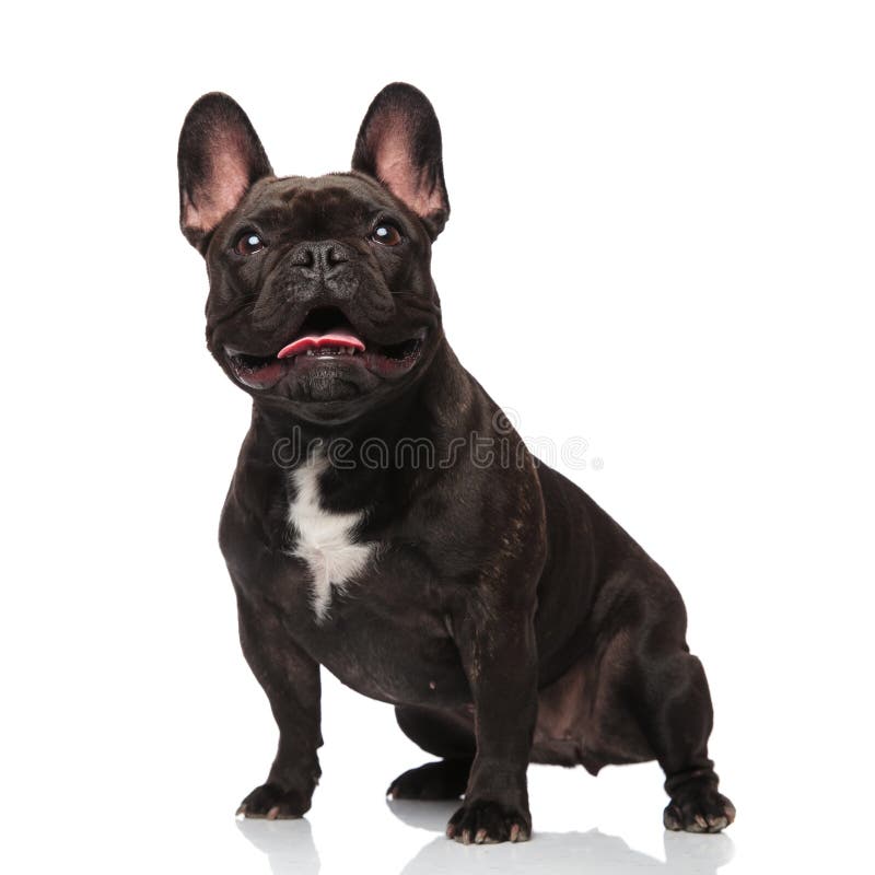 Cute black french bulldog looks up in awe