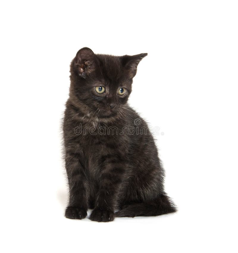 Black Kitten with Witch Hat for Halloween Stock Photo - Image of ...