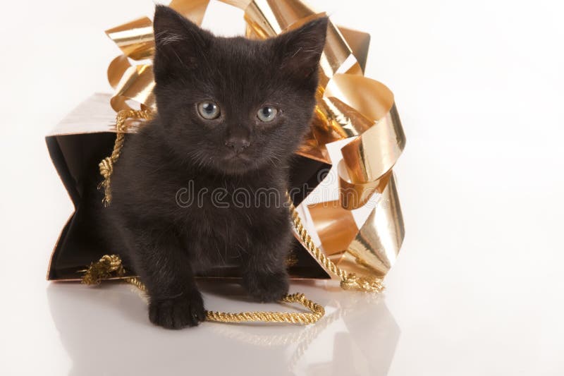 Cute black kitten in gold gift bag stock photos Cute black kitten in gold gift bag stock photos