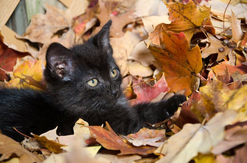 Cute Black Kitten In Leaves Stock Photos Image 32364463
